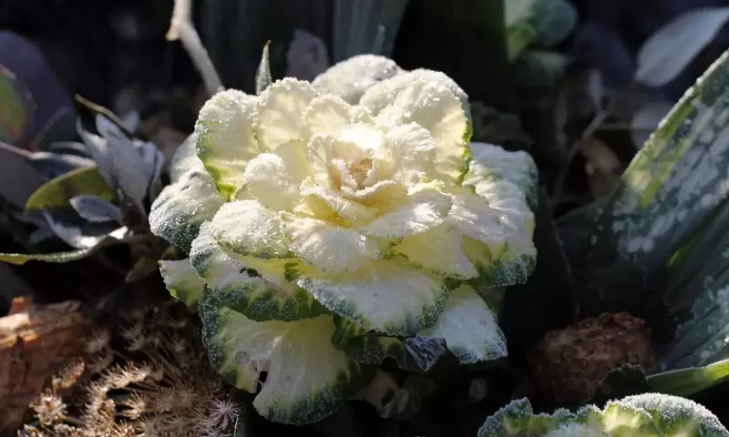 Cultivando en Invierno: Guía Completa para un Huerto Productivo y Protegido