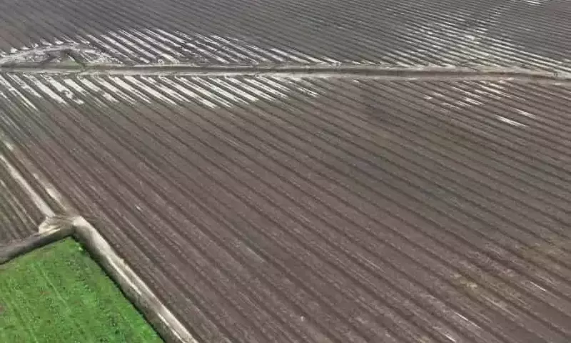 Impacto de las Lluvias en la Producción de Avellano Europeo en Chile