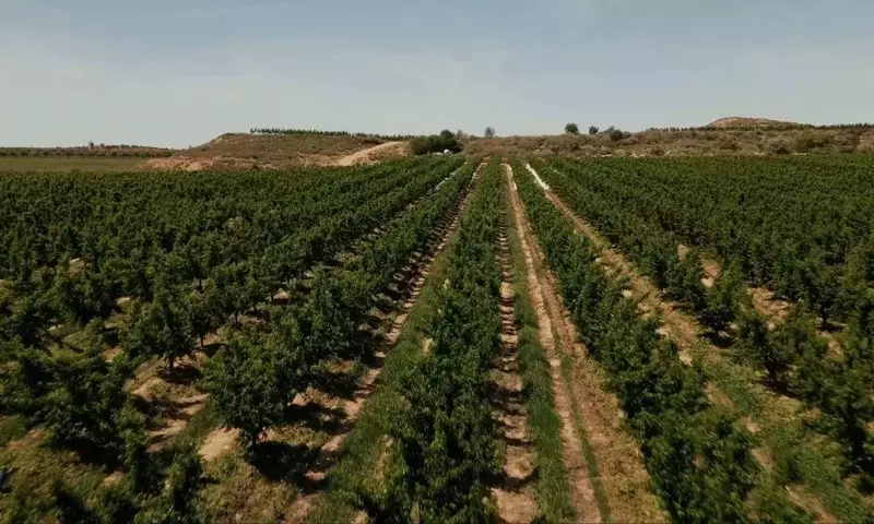 Plantas Aromáticas: Escudo Natural para Huertos y Jardines