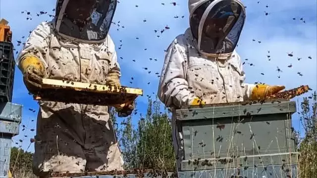 Innovación apícola: el éxito de dos mujeres en la cría de abejas reina en un pueblo español