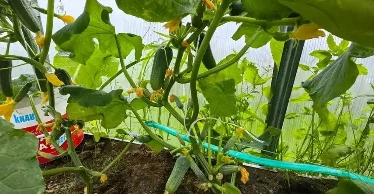 Optimización del Cultivo de Pepino: El Potasio Clave para Rendimiento y Calidad
