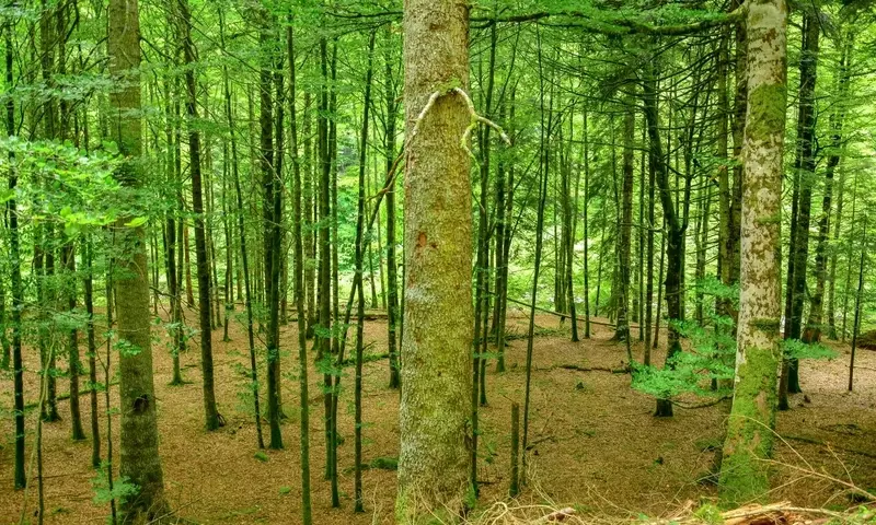 Los Secretos Químicos de la Interacción Vegetal en los Bosques