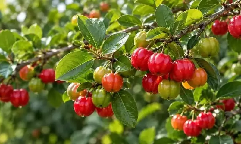 Guía Completa para el Cultivo Exitoso de Acerola en Macetas