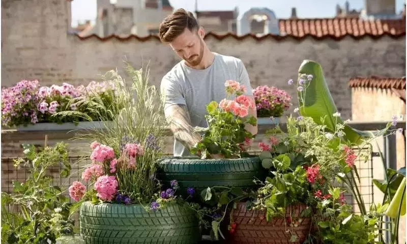 Recuperando Jardines Tras la Ola de Calor: Guía Esencial
