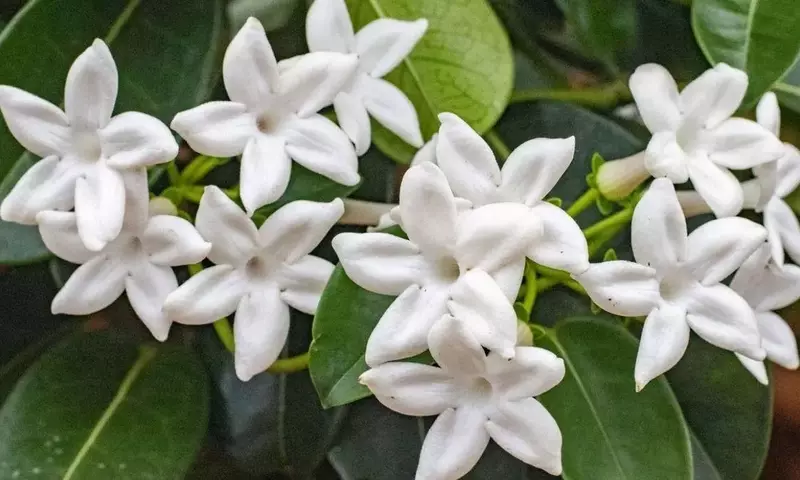 El Arte de la Poda del Jazmín: Claves para una Floración Abundante y Saludable