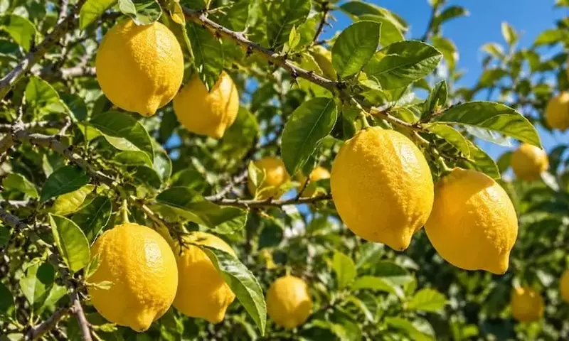 Preparación Óptima del Limonero para una Floración Primaveral Exitosa