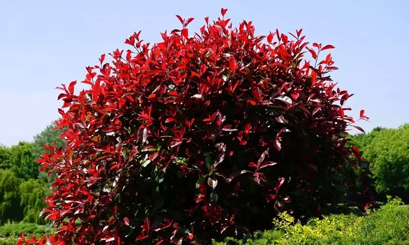 Plantas Exterior Resistentes: Jardines Vibrantes Todo el Año