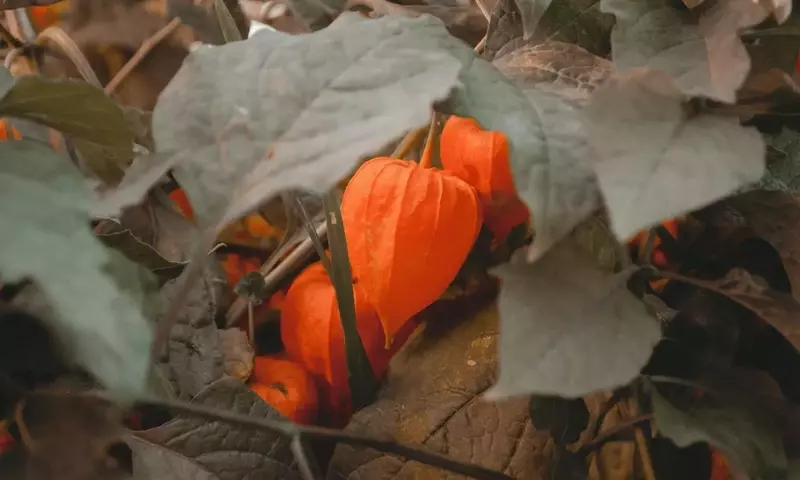 Descubre el Physalis: Cultivando la 'Fruta de Oro' en tu Hogar