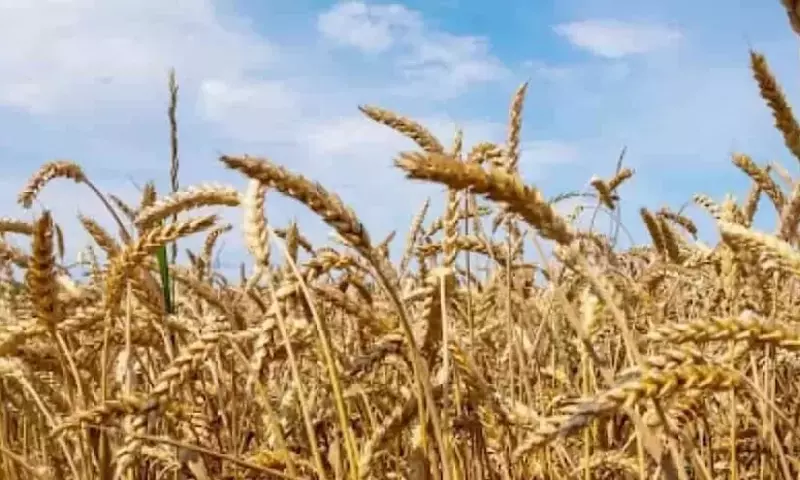 Nuevos Enfoques: Nanosuspensiones Potencian el Control de Malezas en Cultivos de Trigo