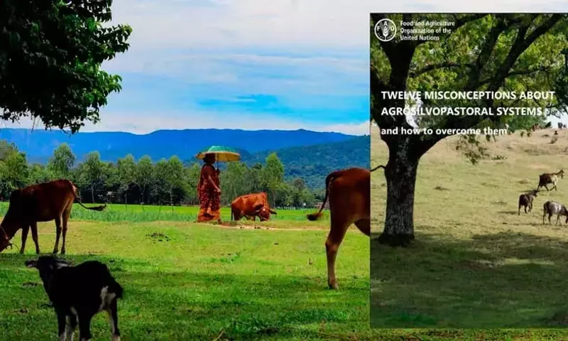 Desmintiendo Conceptos Erróneos en Sistemas Agrosilvopastoriles para una Gestión Sostenible