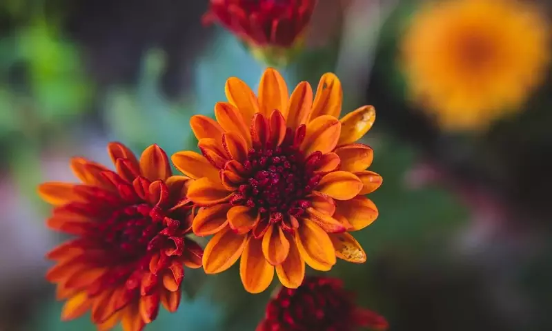 Guía Completa: Flores Espectaculares para Plantar en Septiembre y Embellecer tu Jardín Otoñal