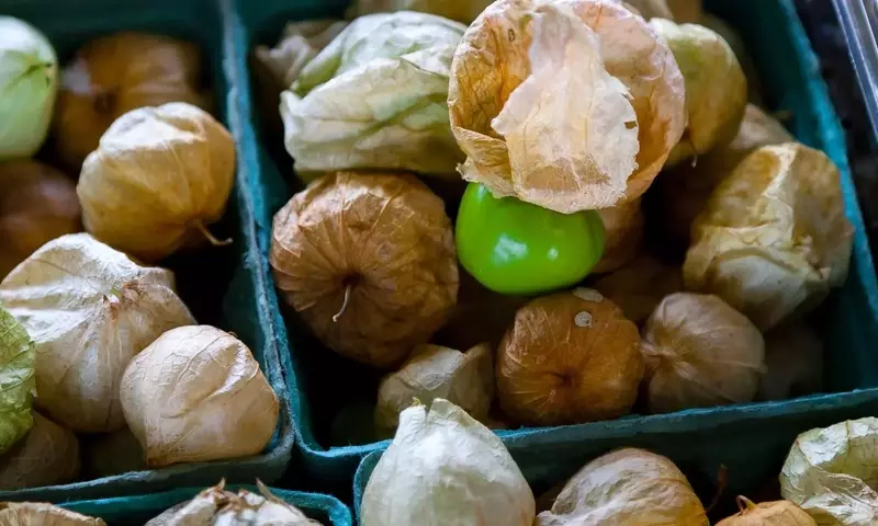 Cultivo de Tomatillo Mexicano: De la Semilla a la Salsa Casera