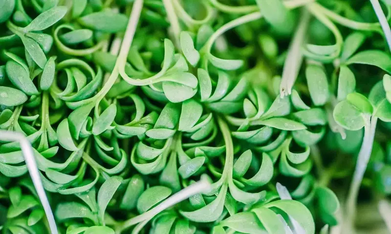 Guía Definitiva para el Cultivo Doméstico de Microvegetales