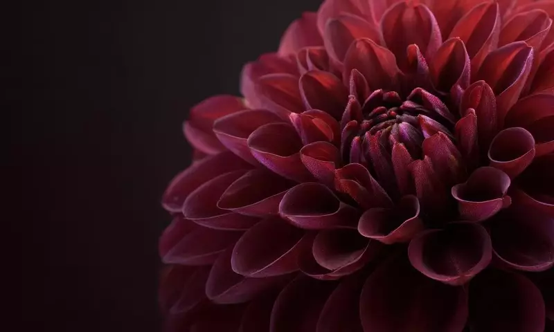 Descubre el misterio y la sofisticación de las flores de tonalidades oscuras para embellecer tu jardín