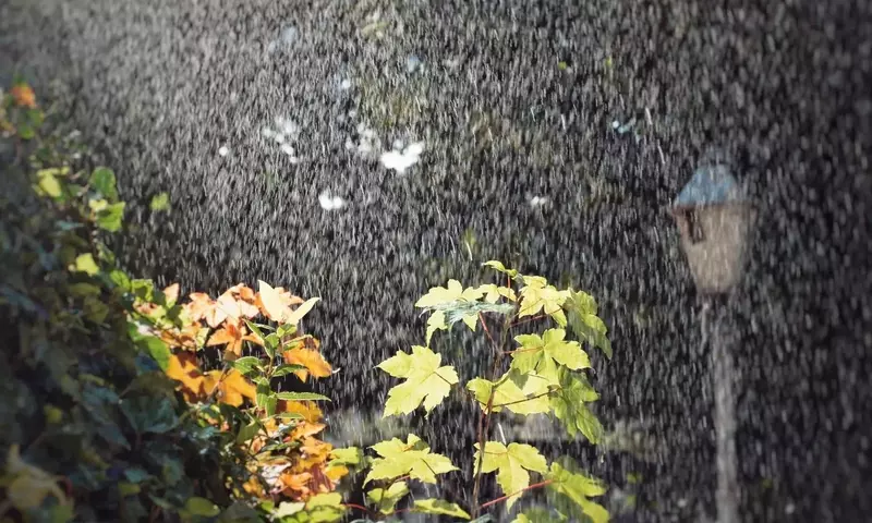 Cómo salvaguardar tus plantas de la excesiva humedad y evitar la aparición de hongos durante periodos de fuertes lluvias