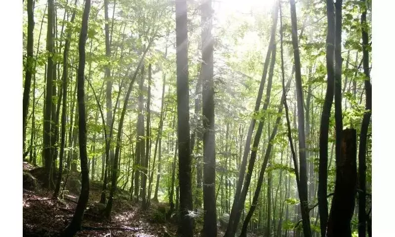 La Madera de Tensión: El Secreto de los Árboles para Enderezar sus Troncos