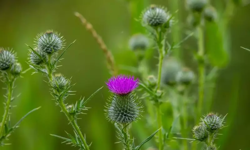 Cardo Mariano: Cultivo, Beneficios y Consideraciones de Salud