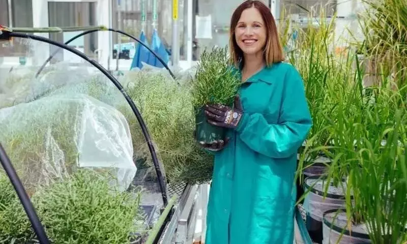 Salicornia: la promesa de una agricultura resiliente en suelos salinos