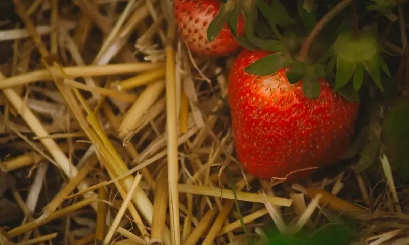 Mantillo para Jardín: Guía Completa de Protección y Ahorro