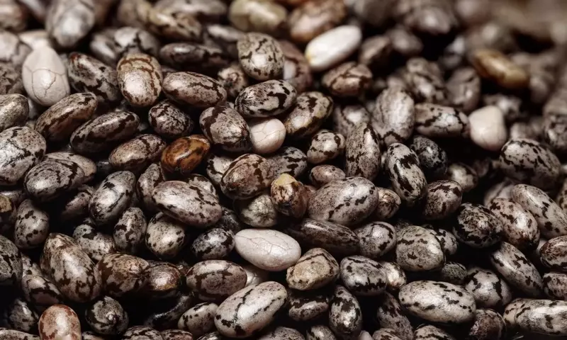 Guía Integral para el Cultivo Casero de Chía: De la Semilla a la Mesa