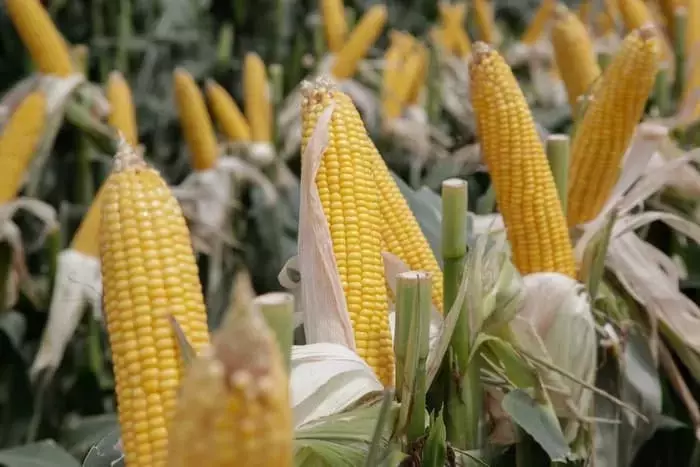 Innovación Agrícola: El Tratamiento de Semillas Inflect para el Maíz