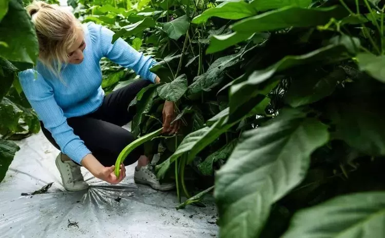 Los Países Bajos Lideran la Innovación Agrícola con el Cultivo de la Judía de Jack para Tecnologías de Diálisis Avanzadas