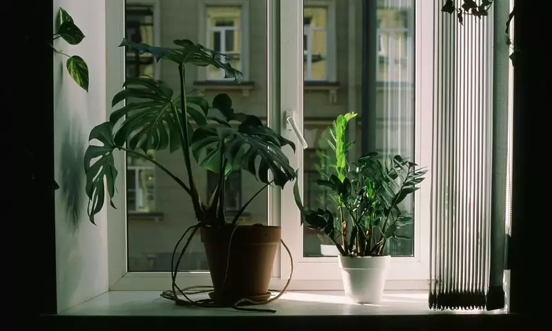 Detectando y Ajustando la Iluminación Ideal para el Crecimiento de tus Plantas de Interior