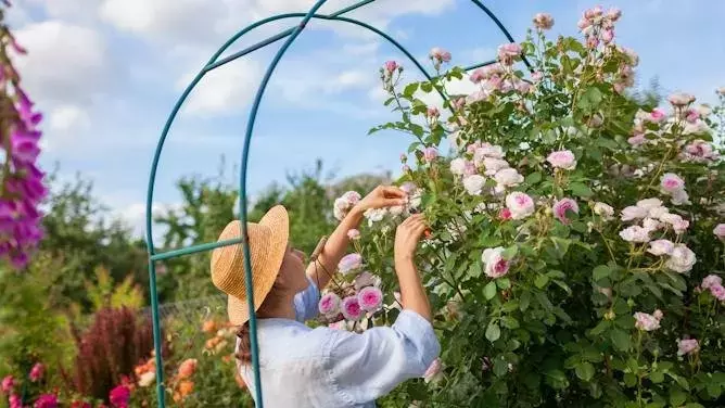 Rosas: la evolución del cultivo transformó su floración y aroma