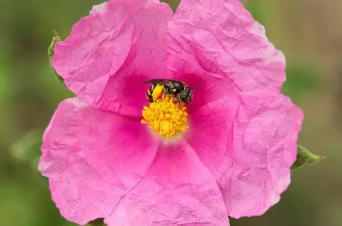 Doñana, un santuario vital para la diversidad de abejas en España