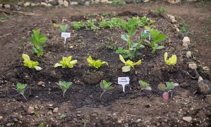 Cultivo de hortalizas de rápido crecimiento: Guía esencial para un huerto próspero