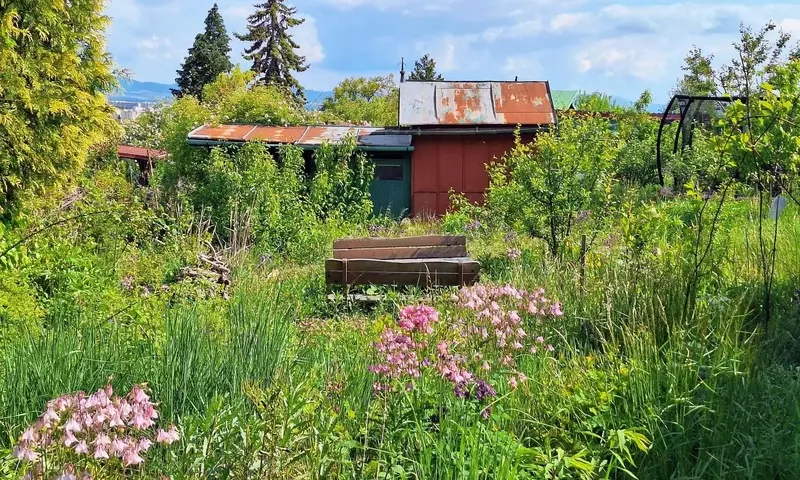 El Resurgir de los Jardines Silvestres: La Belleza de lo Espontáneo