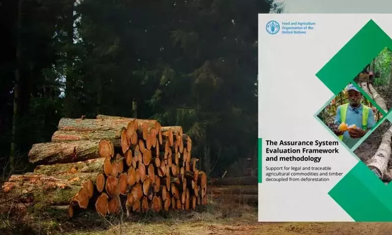 Marco FAO ASEF: Clave para la Diligencia Debida y la Trazabilidad Forestal