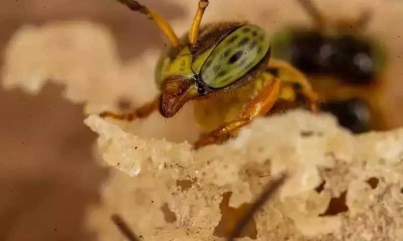 Perú Otorga Derechos Legales a las Abejas Nativas sin Aguijón