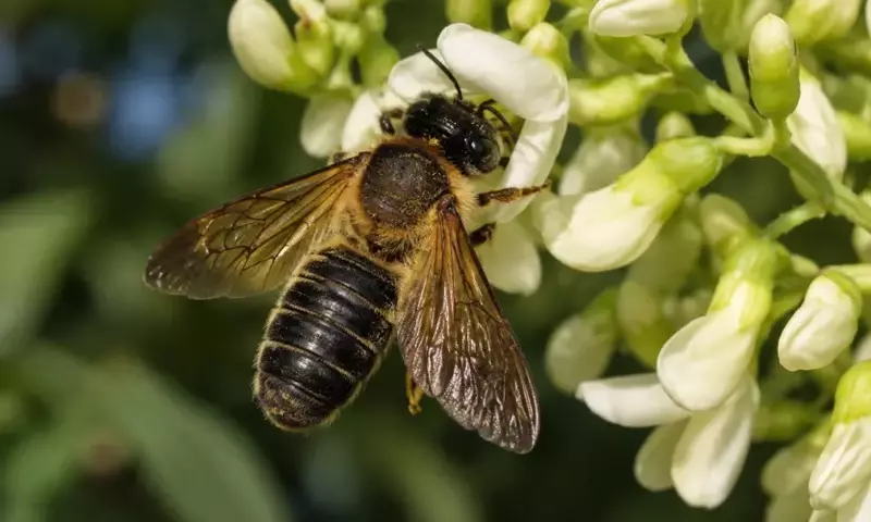 Árboles Exóticos Urbanos y la Invasión de la Abeja Gigante de la Resina: Un Estudio Crítico en Cataluña