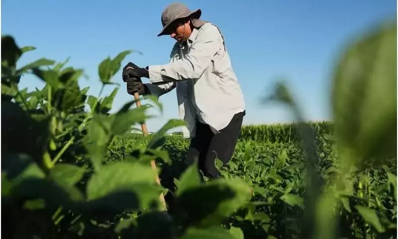 Innovación en Soja: Raíces Profundas para la Resistencia y el Carbono