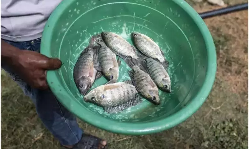 Un enfoque integrado para la agricultura: arroz y peces en Senegal