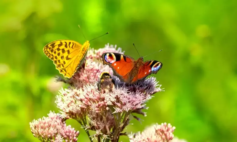 La Jardinería del Futuro: Más Allá del Césped, Hacia la Biodiversidad y la Sostenibilidad