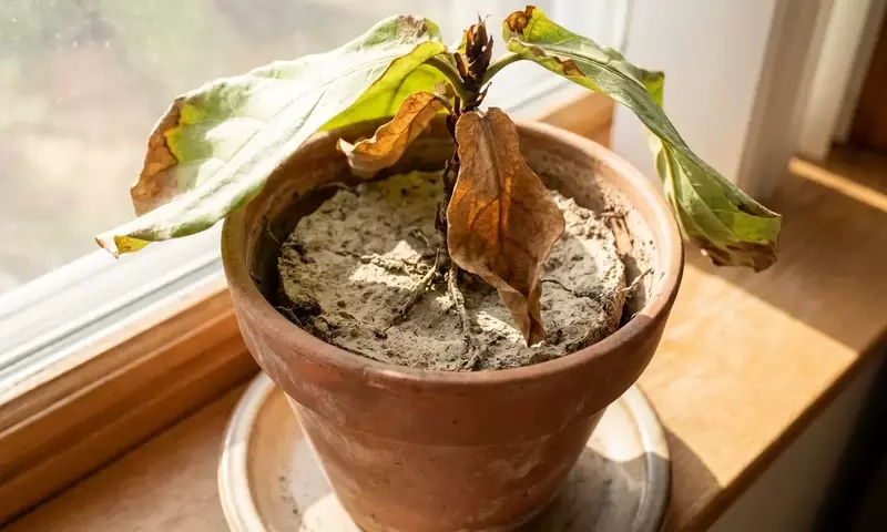 Recuperando el Vigor de tus Plantas Tras el Verano Extremo
