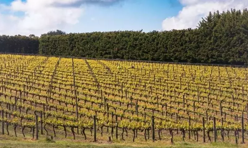 Australia anticipa una cosecha de invierno robusta, superando promedios históricos