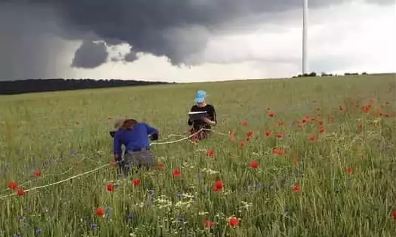 Mejora de la Biodiversidad Agrícola mediante Franjas Florales y Cultivo Orgánico de Trigo