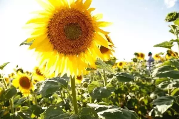 Descubrimiento genético en girasol: Hacia una mayor tolerancia a la salinidad
