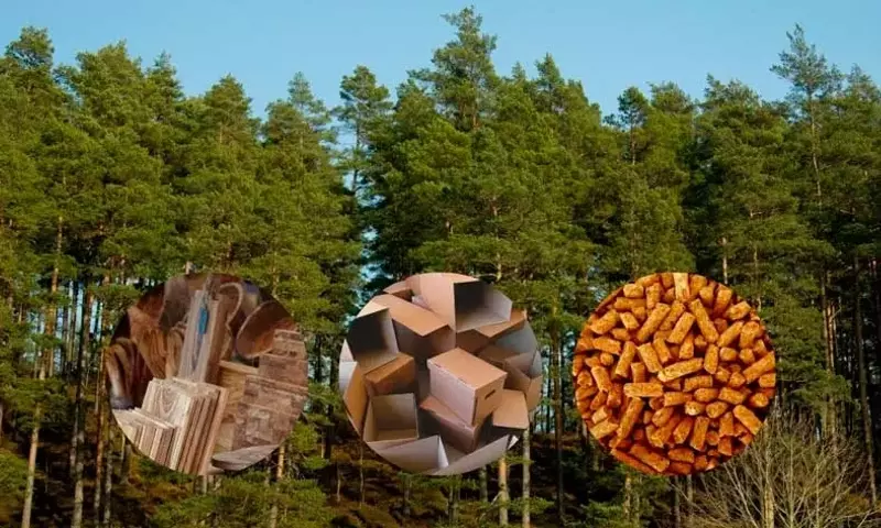 La Crucial Contribución de los Productos de Madera Cosechada en la Lucha Climática