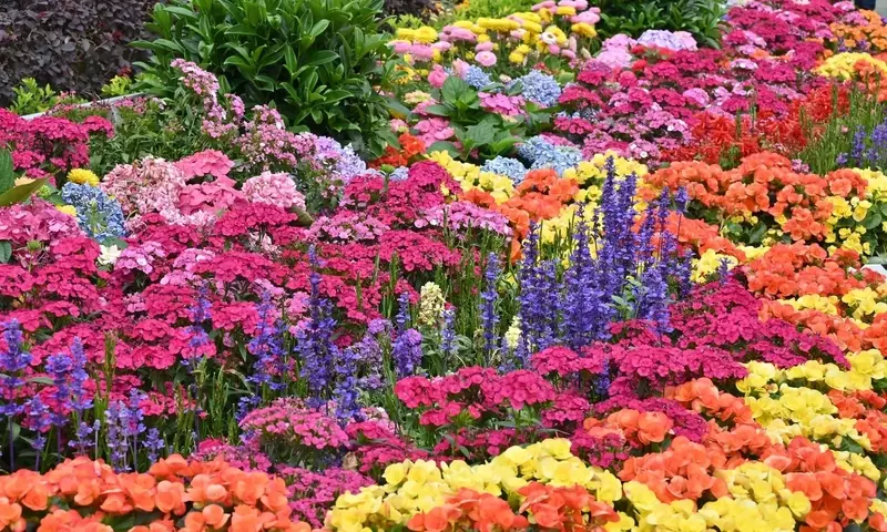 Secretos para Extender la Belleza Floral de tu Jardín