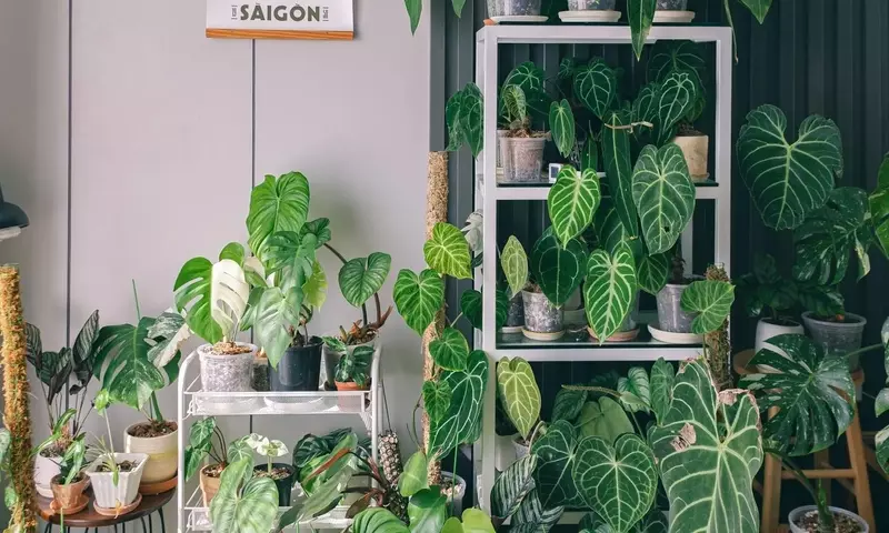 Plantas Exóticas de Fácil Cuidado para Embellecer tu Hogar