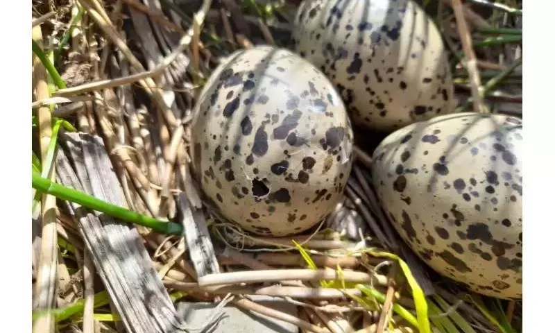 Ajuste del Calendario Agrícola para la Conservación de Aves en el Reino Unido