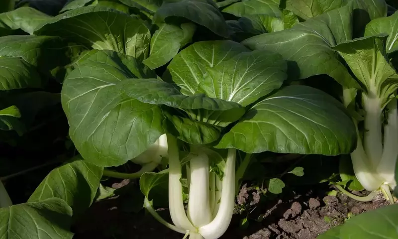 Descubre el Pak Choi: Una Guía Completa para su Cultivo, Nutrición y Recetas Saludables