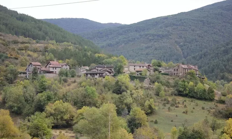 Pinos: Consideraciones Críticas para su Ubicación y Repercusiones Ambientales