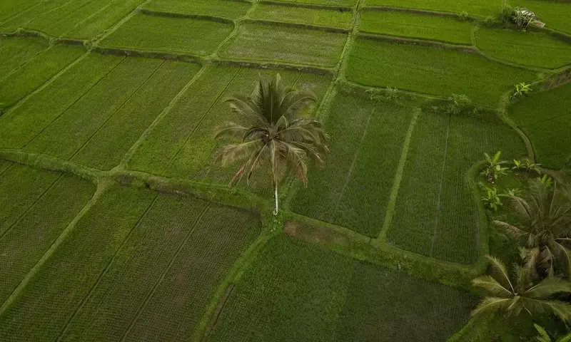 Cultivo de Arroz Sostenible: Un Camino hacia la Seguridad Alimentaria y la Preservación Ambiental