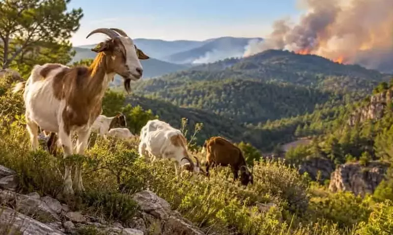 España revigoriza el pastoreo como estrategia contra incendios forestales