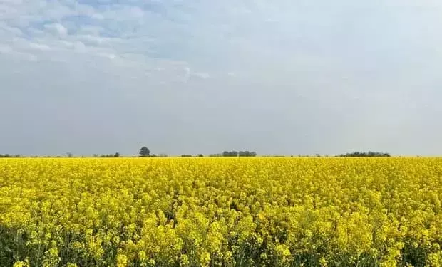 Innovación Agrícola: Cultivos de Invierno Diversifican Rotaciones en Argentina